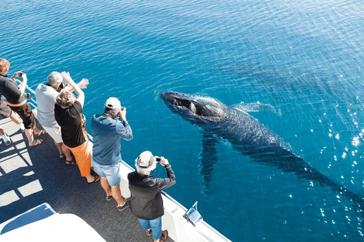 Hervey Bay Whale Watch 2016